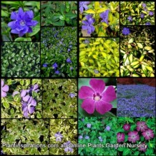 Vinca minor x 6 Plants 3 Types Shade Flowering Groundcover Pink/Purple/Blue Flowers Fernery Cottage Garden Patio Pot Balcony